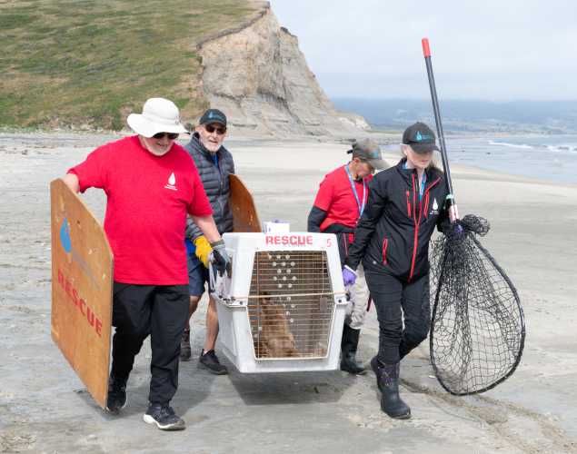 California sea lion rescue