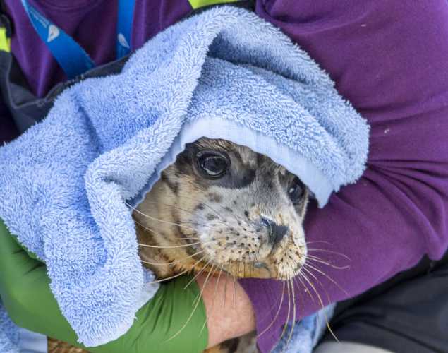 harbor seal Jiggy