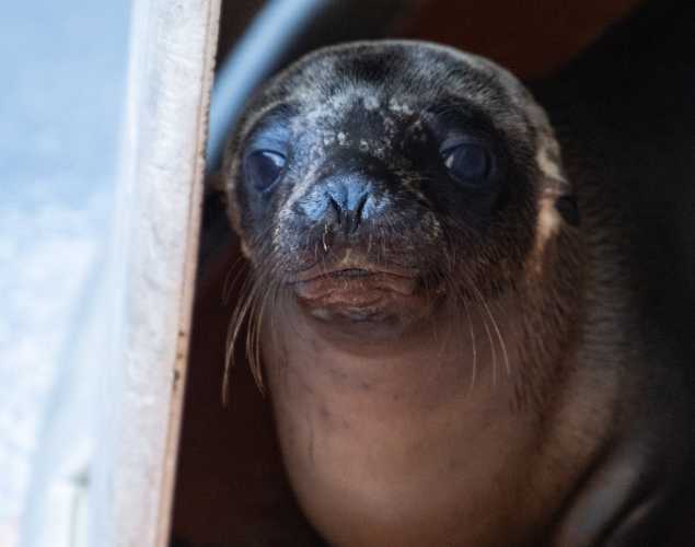 California sea lion