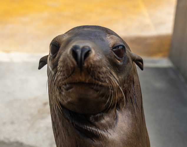 California sea lion Norski