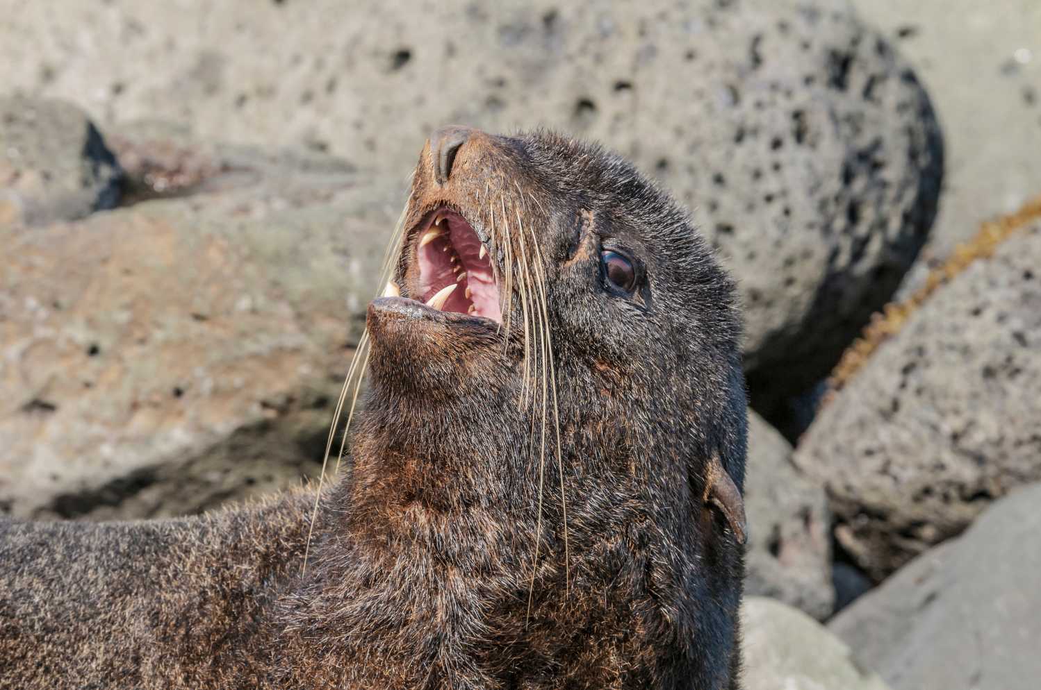 Northern Fur Seal The Marine Mammal Center