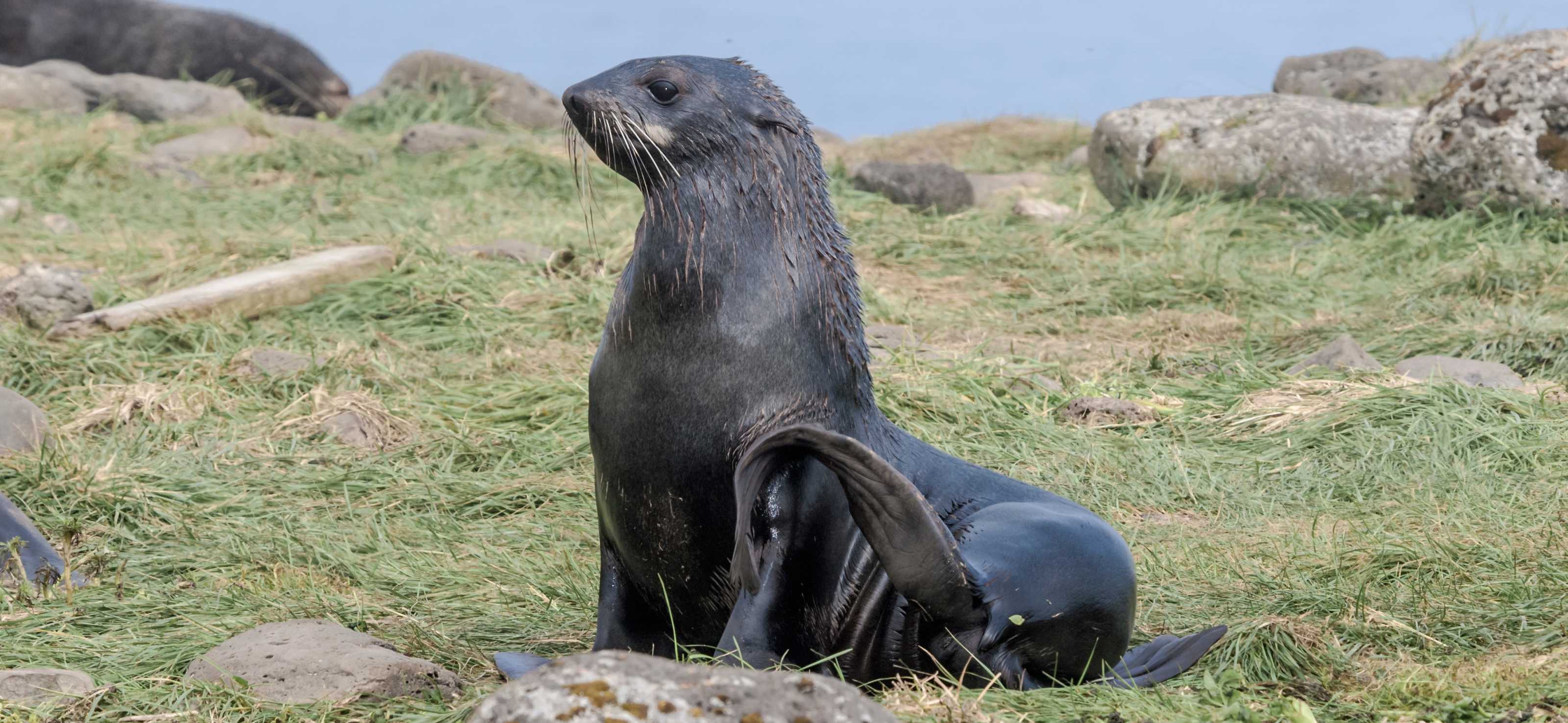 Northern Fur Seal The Marine Mammal Center