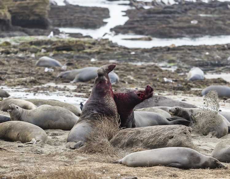 two elephant seal bulls fighting each other amongst a group of female seals
