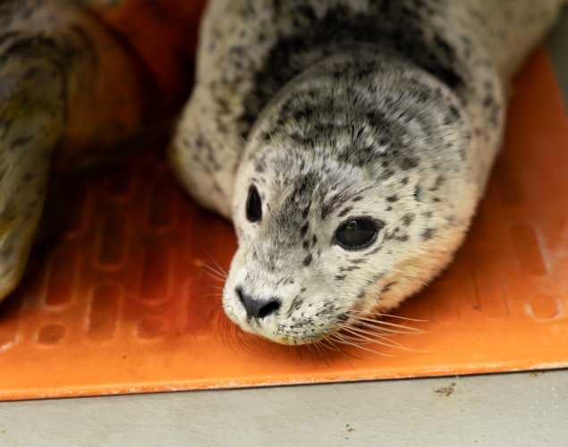 Harbor seal