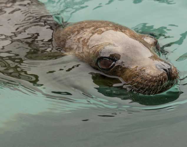 California sea lion