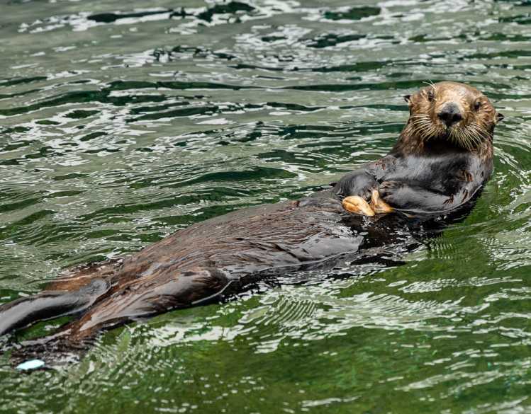 A southern sea otter floats on its back in water and holds clams on its stomach.