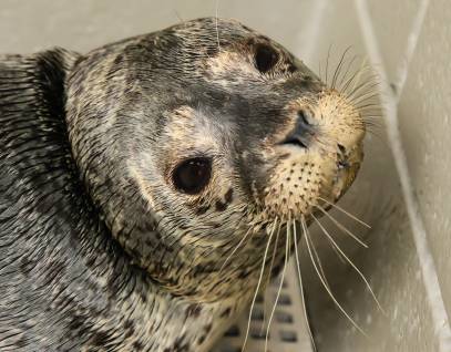 harbor seal Beebop