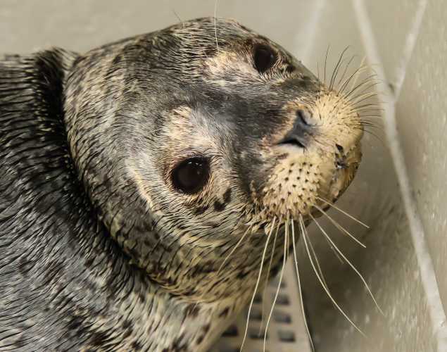 harbor seal Beebop
