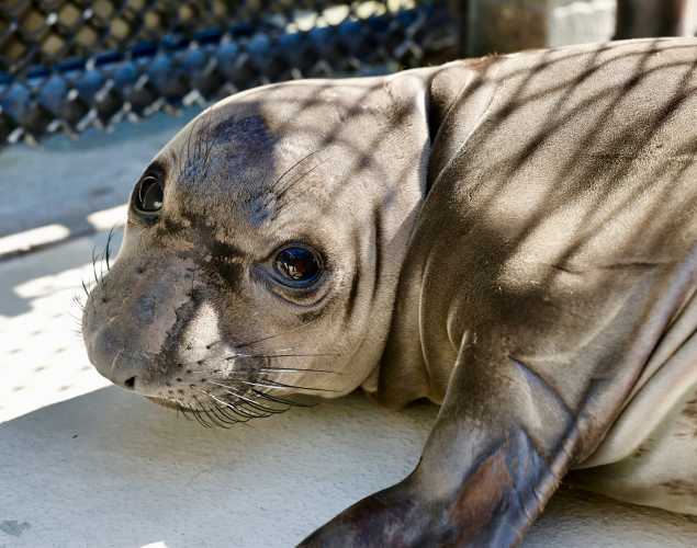 Northern elephant seal