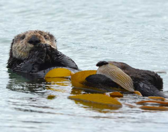 A sea otter floats above a kelp forest.