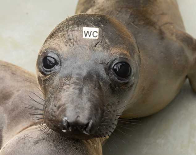 northern elephant seal Manicotti