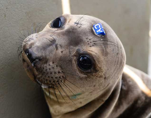 northern elephant seal Sharkey