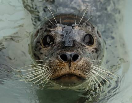 Pacific harbor seal Lucinda
