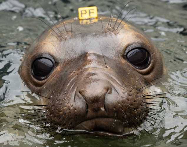 elephant seal ogo