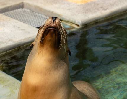 California sea lion Navy