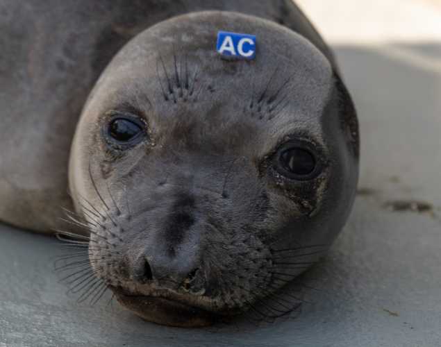 elephant seal