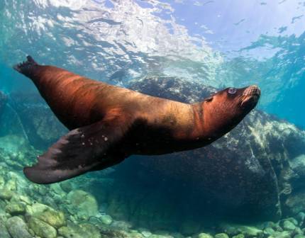 An underwater view of a sea lion diving in the ocean. 