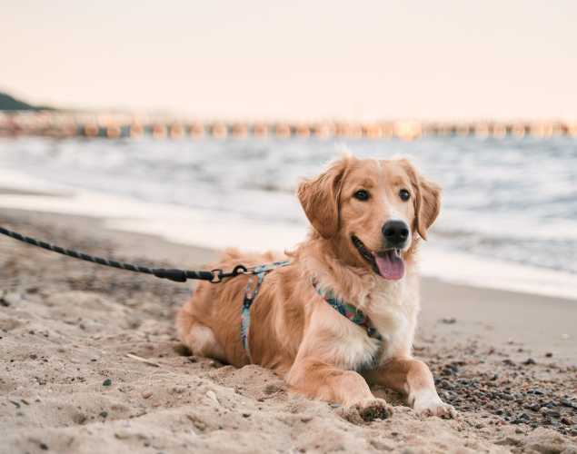 Summer Safety Tips For Dog Owners – A Must Read Guide - Pet