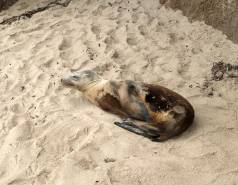 California sea lion on a sandy beach with flippers tucked to abdomen