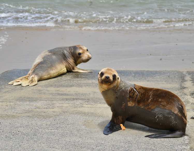 sea lion and elephant seal near water's edge