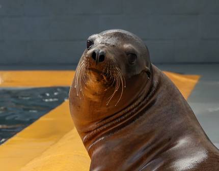 California sea lion Needle