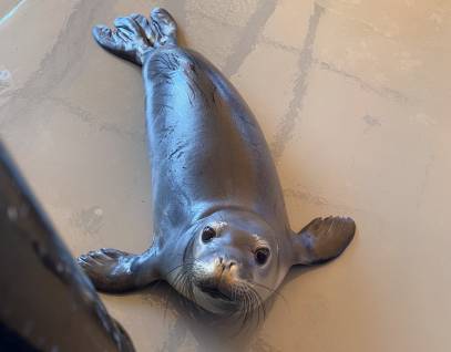 Hawaiian monk seal