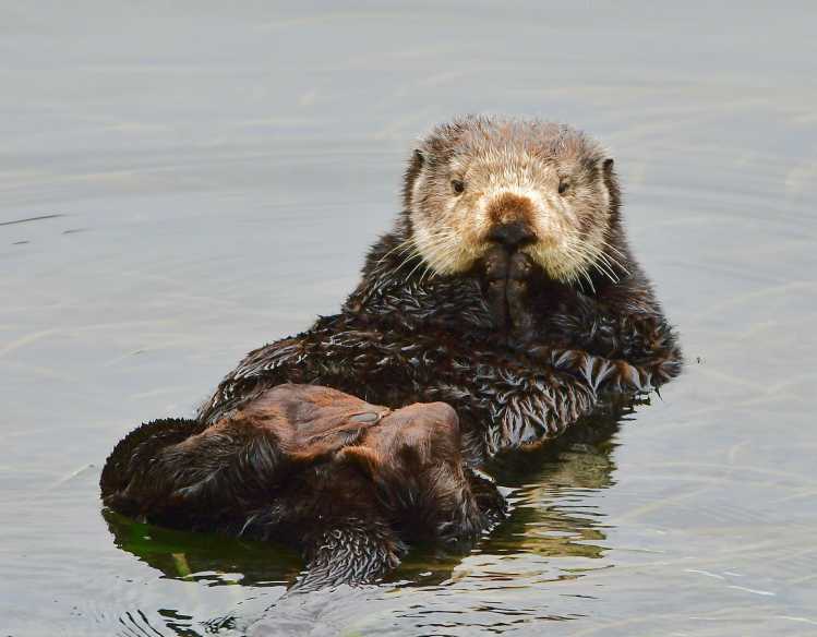 sea otter in the water
