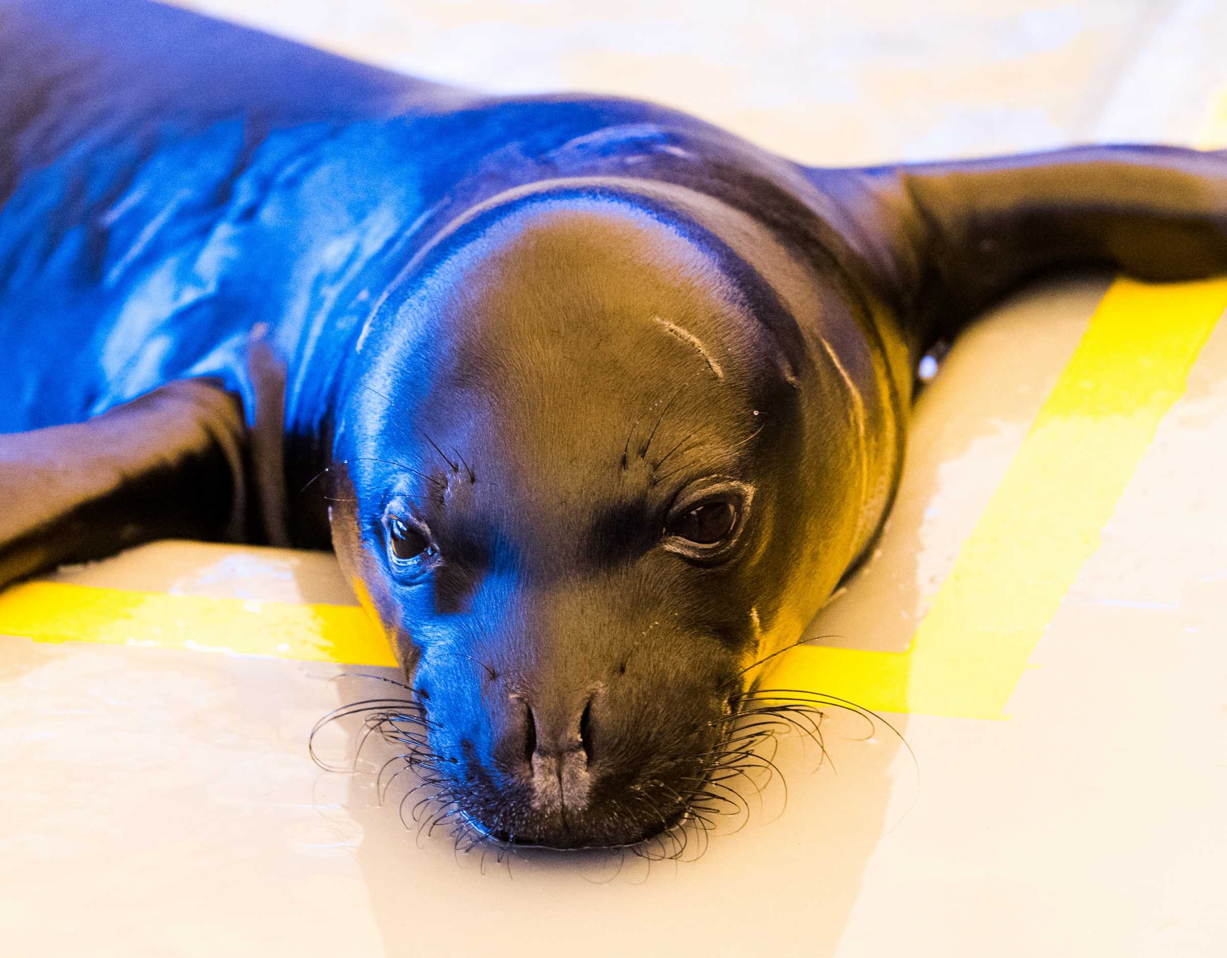 Modeling a Morbillivirus Outbreak in Hawaiian Monk Seals to Aid in