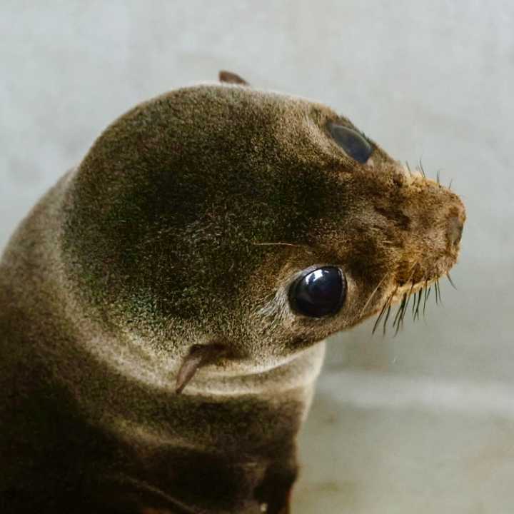 Guadalupe fur seal Fumble NOAA permit #24359