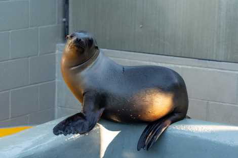 California sea lion