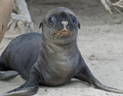 California sea lion pup