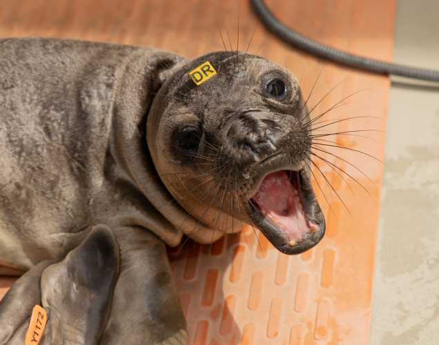 Northern elephant seal