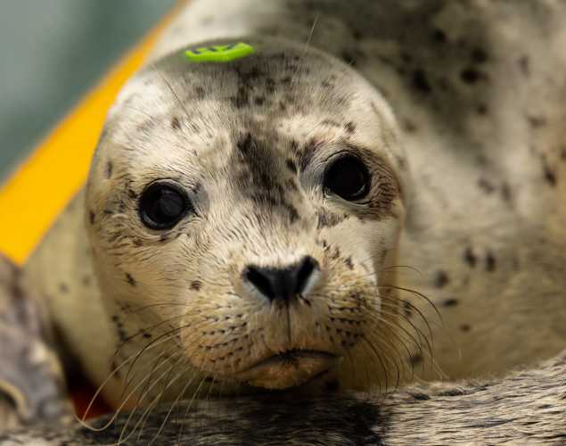harbor seal Mazel
