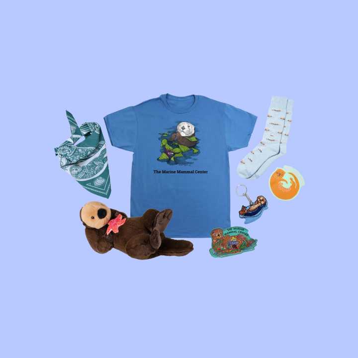 sea otter collection