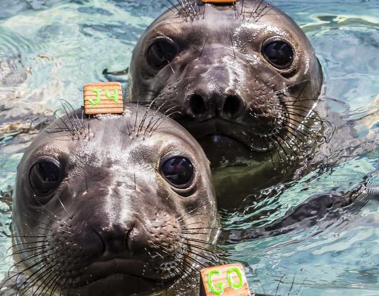 two elephant seal heads are visible above the water surface