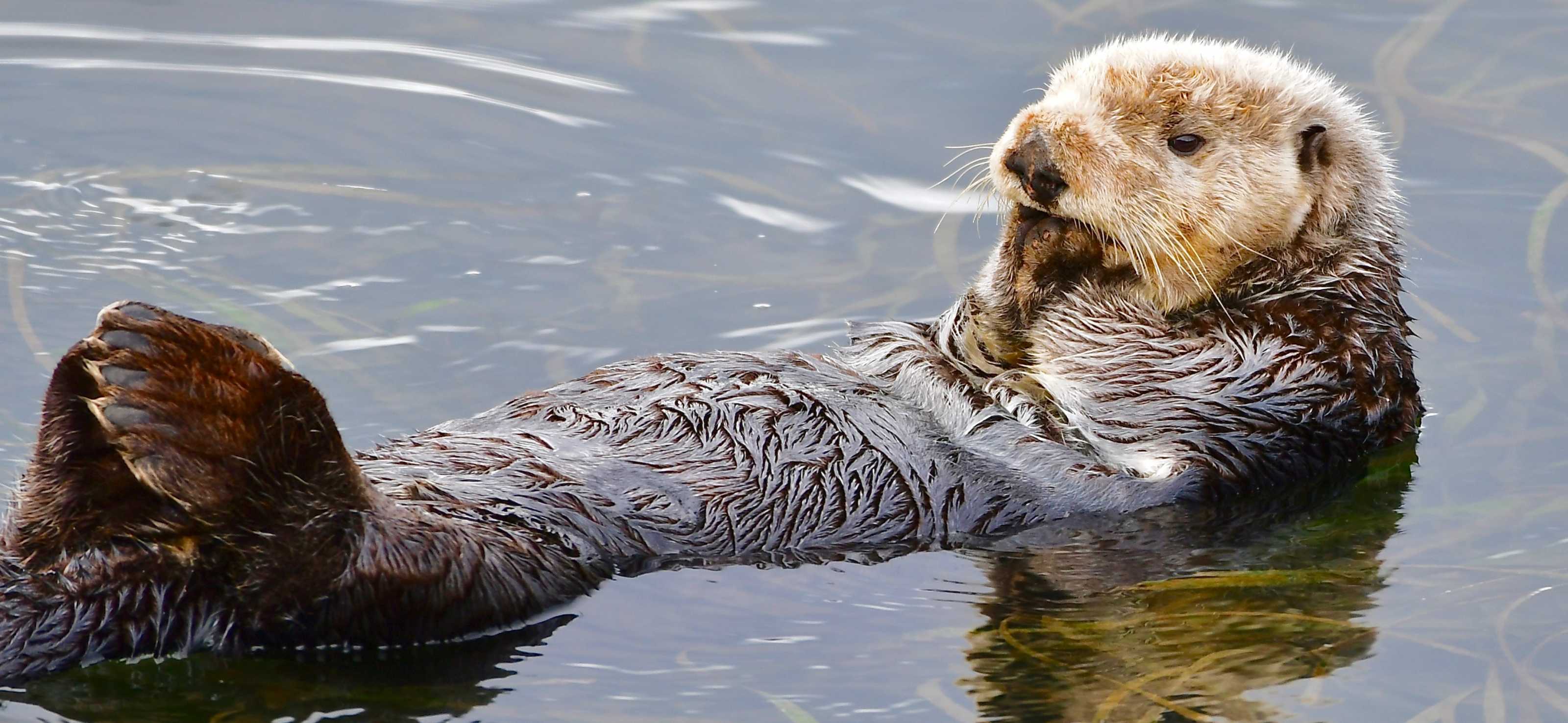 Sea Otters | The Marine Mammal Center