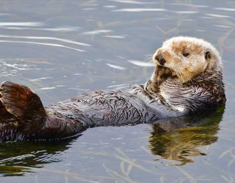 Sea Otters | The Marine Mammal Center