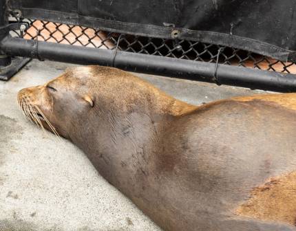 rings california sea lion
