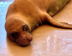 Hawaiian monk seal RW22