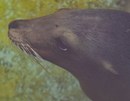 sea lion gemelli