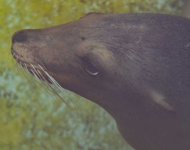 sea lion gemelli