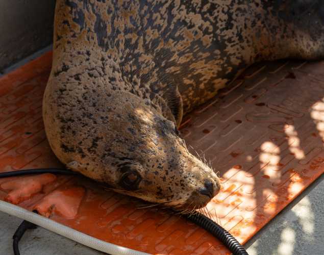 California sea lion