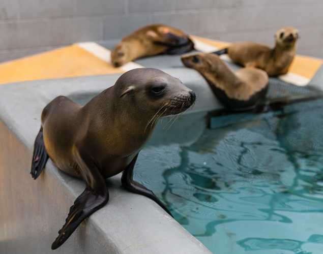 California sea lions