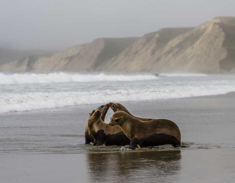 four California sea lions at the shoreline after release