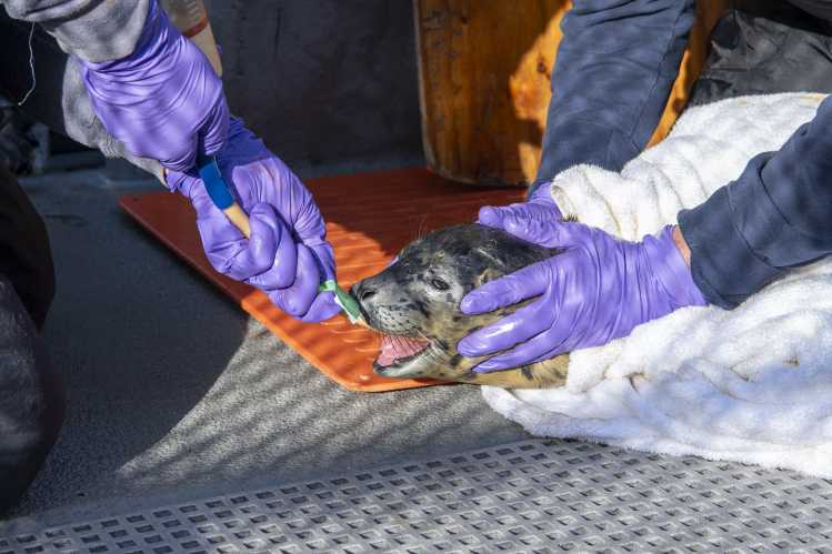 Trained animal care volunteers with purple gloves tube-feed a harbor seal pup.