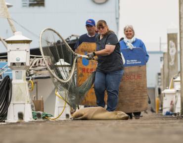 three trained responders with a rescue net and boards approach a sick sea lion on a dock