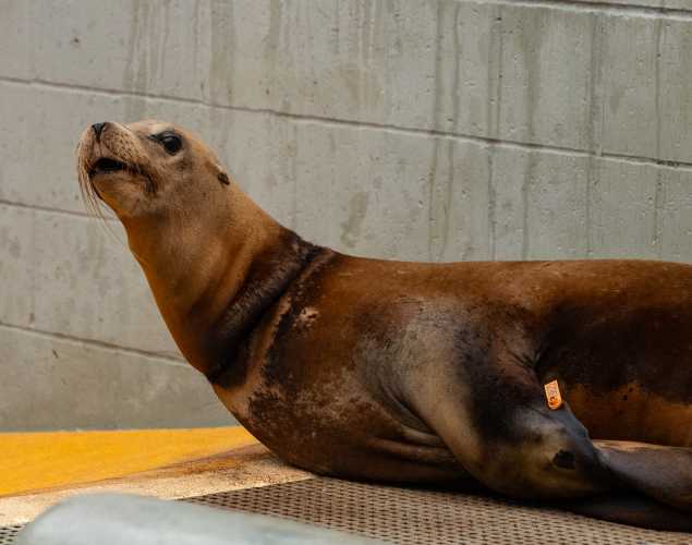 California sea lion