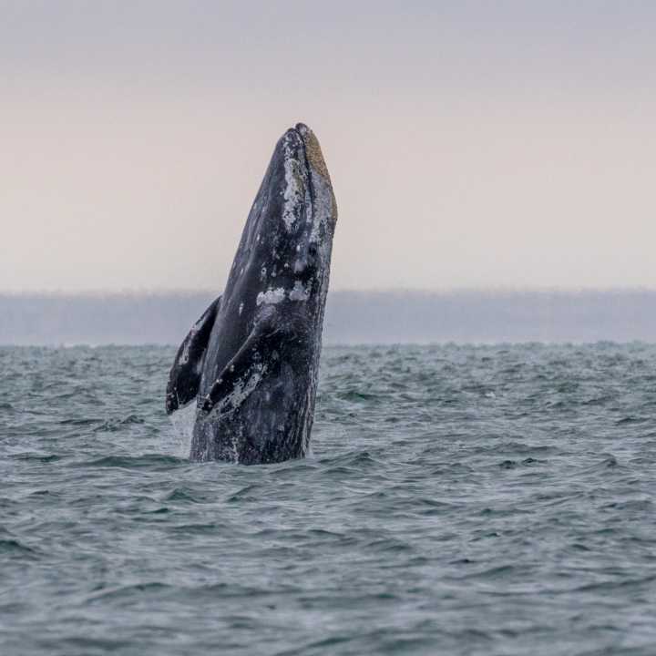 Gray whale