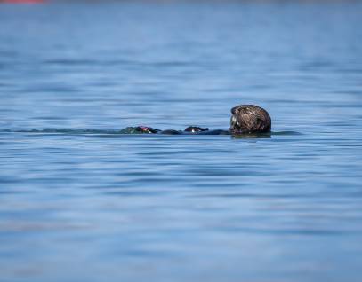 A southern sea otter rests in the ocean after being released from rehabilitative care.