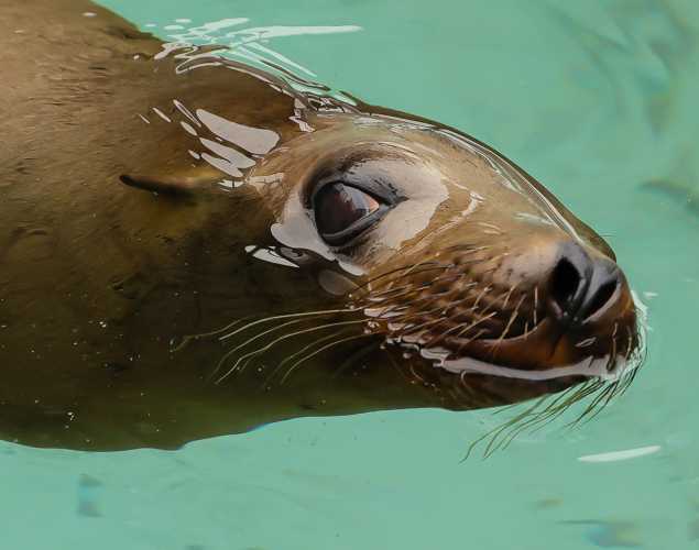 California sea lion Twizzle